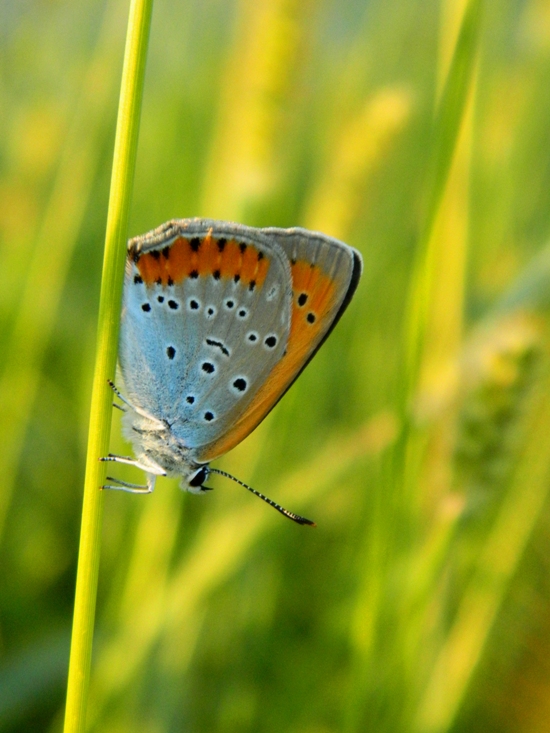 Dopo due anni  tornata - Lycaena dispar